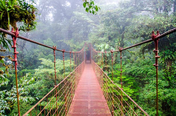 Stroll through the treetops on the world’s best forest canopy walkways