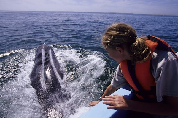 Sustainable wildlife experiences in Baja California Sur