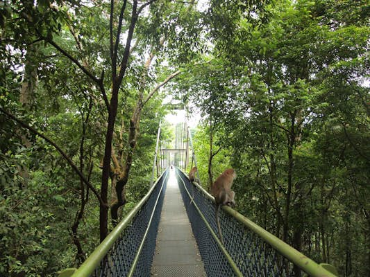 The 7 best hikes in Singapore: a totally unique way to see the tiny country