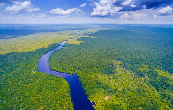 The Amazon rainforest is under threat: here’s how you can help