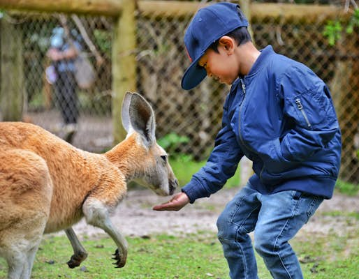 The cutest animals in Australia and where to find them