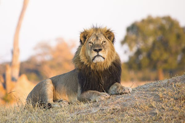 The lions of Hwange National Park: the legacy of Cecil