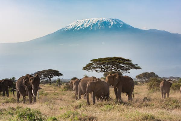 The wildlife conservation efforts that are saving Amboseli’s safari riches