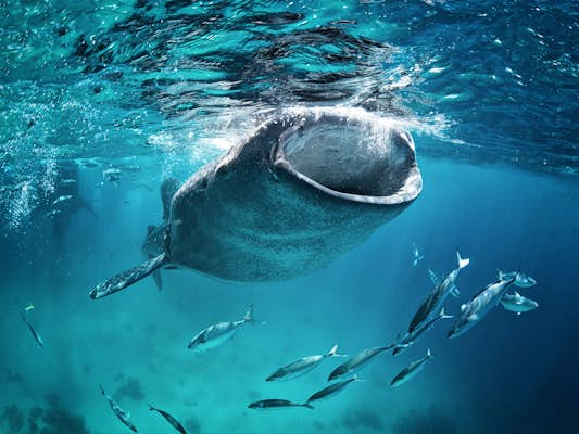 The world’s best places to swim with whale sharks