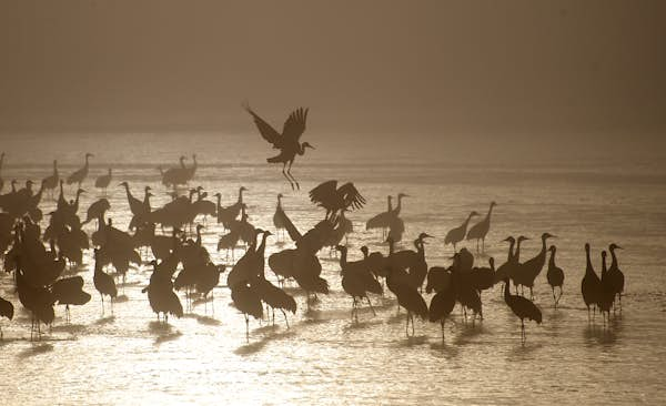 Thousands of Sandhill cranes are flocking to this spot Nebraska. Here’s why and how to see it