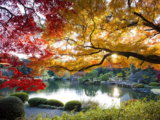 Tokyo in autumn: the best things to do and see