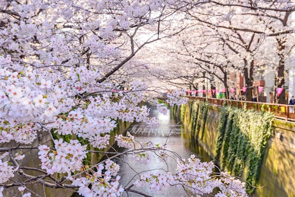 Tokyo in spring: the best things to see and do