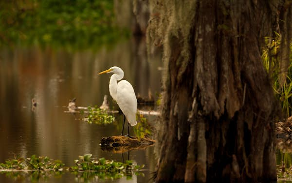 Top 10 city parks in New Orleans