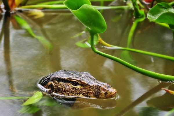 Top five places to get a taste of the jungle in Singapore