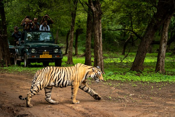 Top tips for spotting animals: a guide to watching wildlife around the world