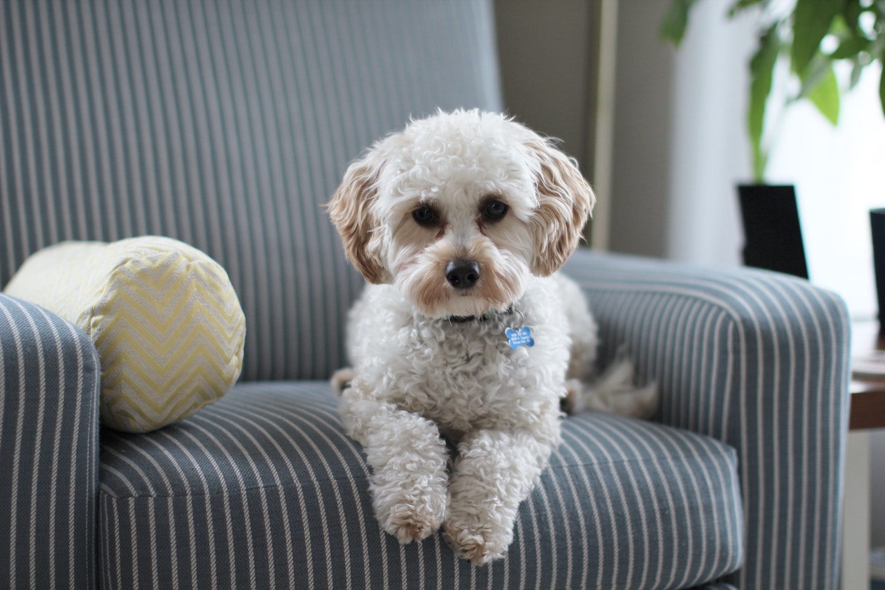 Trendy Wayfair Pet Furniture for Furry Friends