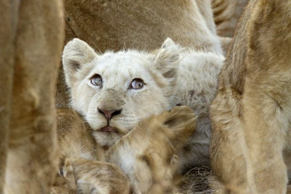 Turning myth into reality: the white lions of Timbavati