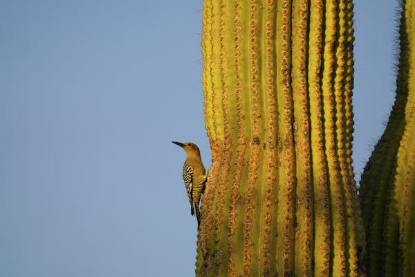 Twitchers reveal their top spots for birdwatching in the US