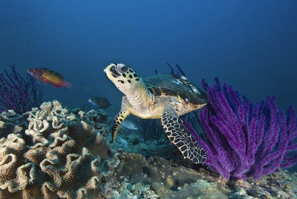 Underwater oasis: where to dive in Oman