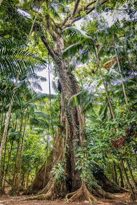 Unmissable experiences in the Brazilian Amazon