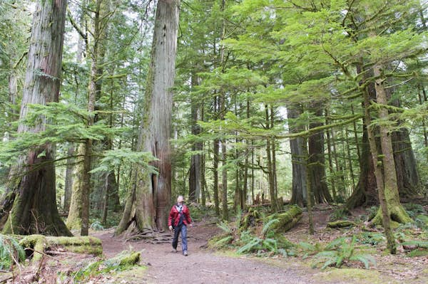 Vancouver Island’s best hikes: 7 treks and trails to try