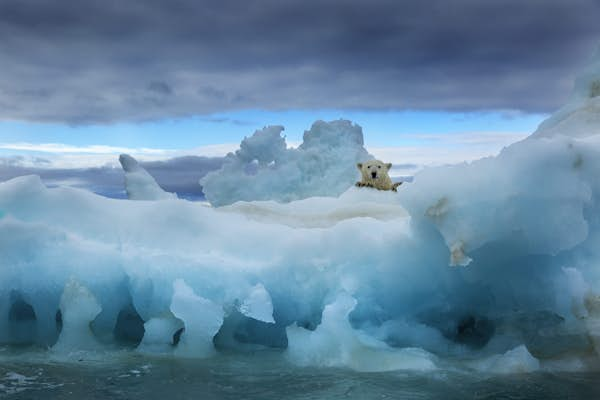 Where to see polar bears in the wild