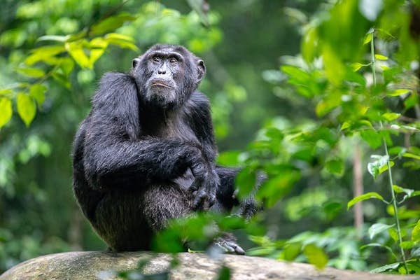 Why seeing chimpanzees in Uganda is one of the world’s greatest wildlife experiences