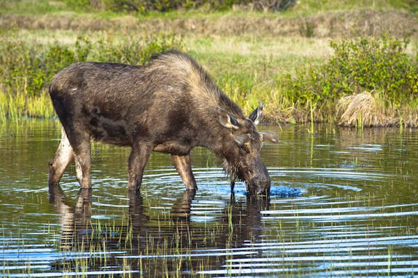 Wilderness in the city: the best parks in Anchorage