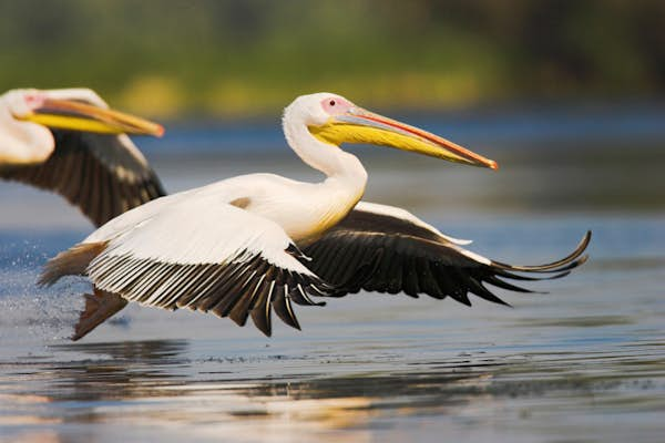 Wildlife-watching in the Danube Delta