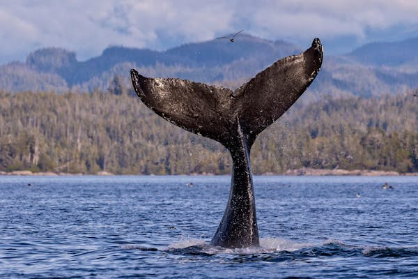 BC by sea: boating to the best of British Columbia