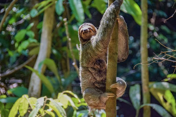 Sloths poop once a week – plus 7 other facts about sloths you didn’t know