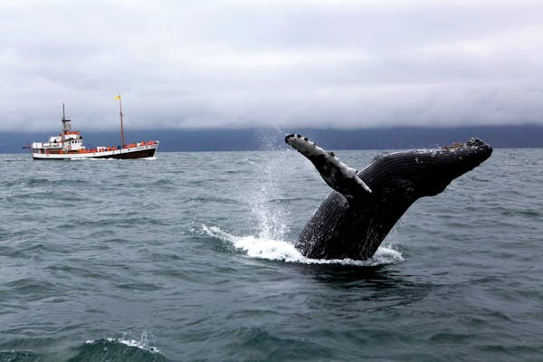 The best places to watch wildlife in Iceland