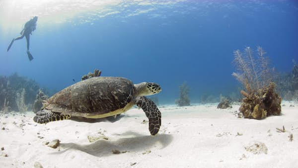 8 of the best dive sites in the Caribbean