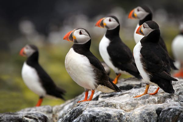 The 11 best things to do in Scotland from spotting puffins to bagging peaks