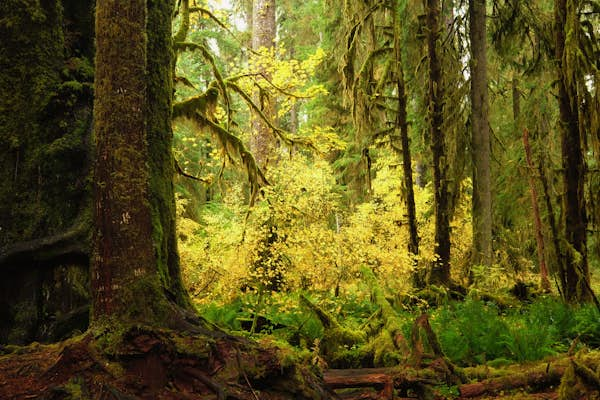 Ultimate weekend on the Olympic Peninsula: enchanted forests, tide-pooling and Twilight encounters