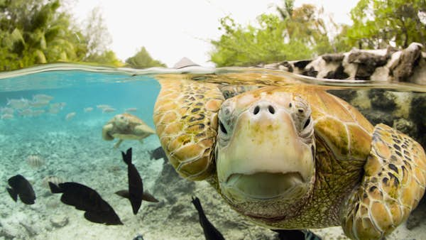 6 of the best places to see (and help) sea turtles