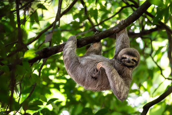 Amazing animals in Costa Rica and where to see them