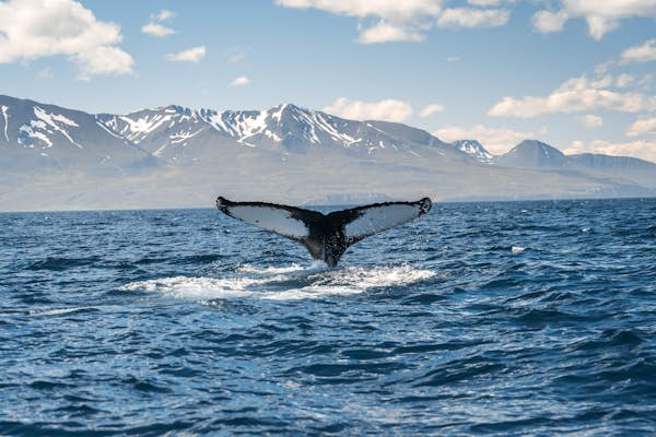 Best whale watching experiences in the world