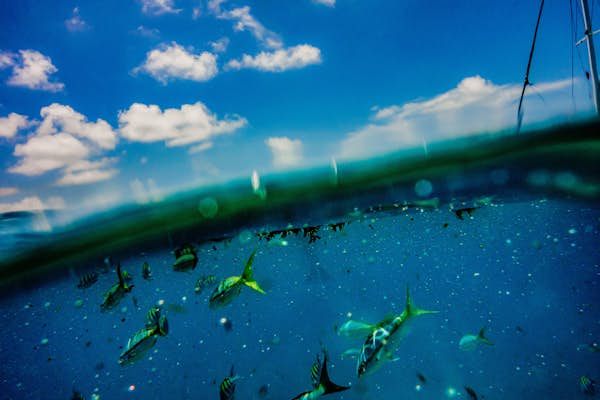 Exploring the Florida Keys responsibly: the best sites for fishing, snorkeling and education